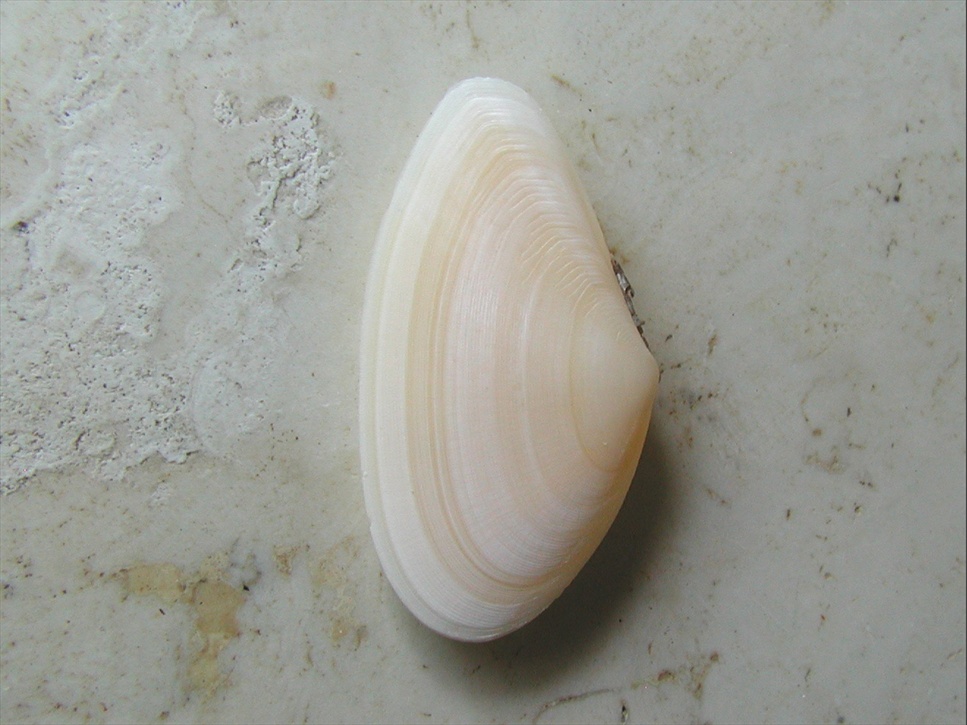 Famiglia Tellinidae